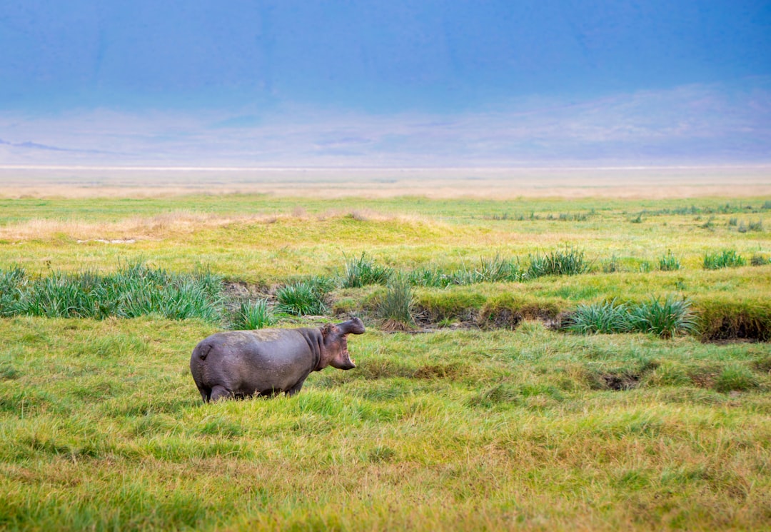 Photo Hippo meat